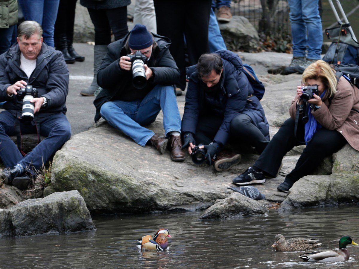 A Beginner’s Guide to Birding in New York City